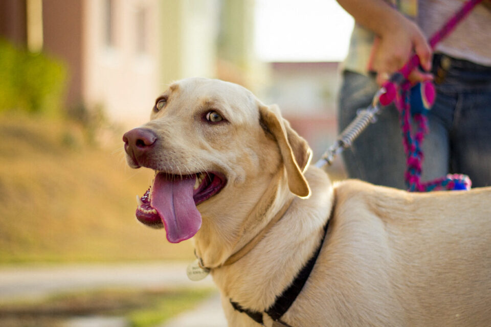 Meilleur Collier de Dressage pour Votre Chien