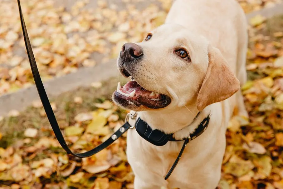 pour Votre Chien