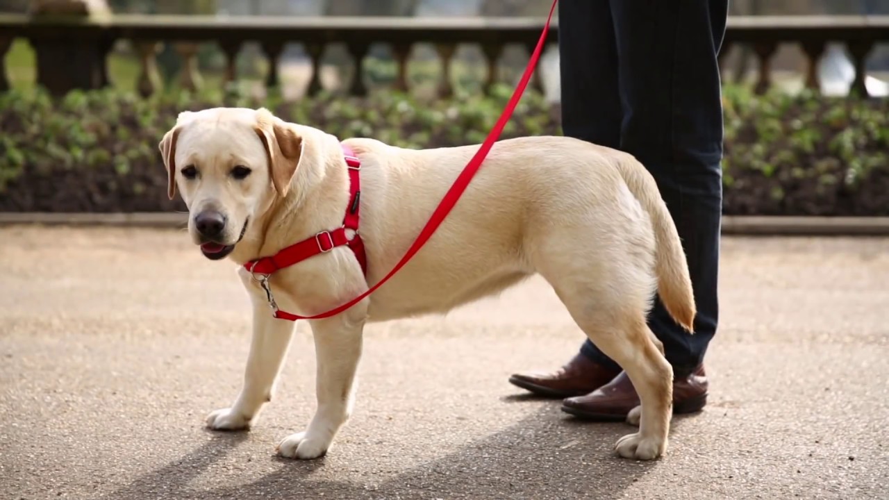 Dressage de Pro : Trouvez le Collier Idéal pour Votre Chien